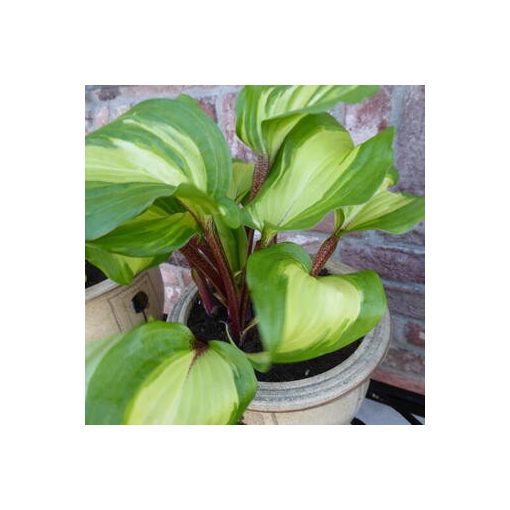 Hosta 'Raspberry Sundae' ® - Árnyékliliom