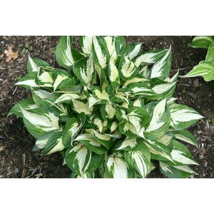 Hosta 'Revolution' ® - Árnyékliliom