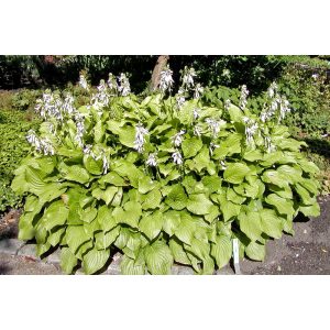 Hosta 'Royal Standard' - Árnyékliliom