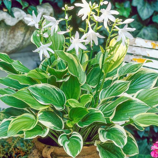 Hosta 'So Sweet' - Árnyékliliom