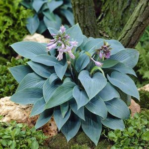 Hosta tardiana 'Halcyon' - Árnyékliliom