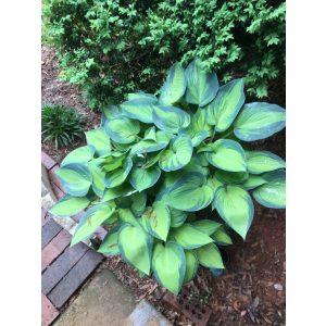 Hosta tardiana 'June' - Árnyékliliom