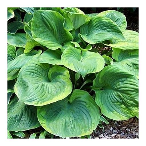 Hosta 'Titanic' - Árnyékliliom