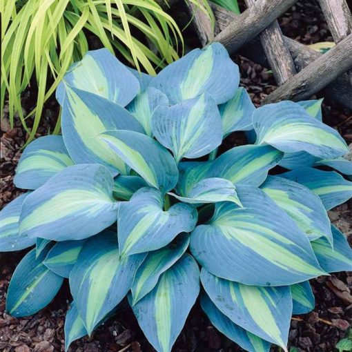 Hosta 'Touch of Class' - Árnyékliliom