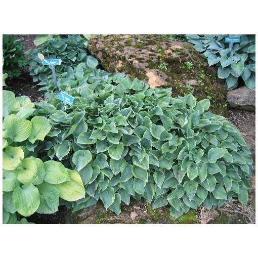 Hosta 'Toy Soldier' - Árnyékliliom