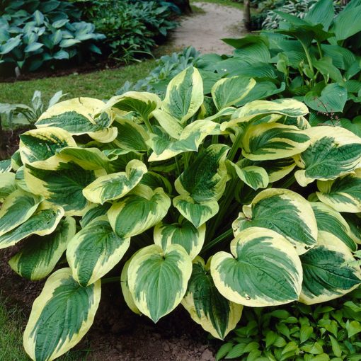 Hosta 'Twilight' - Árnyékliliom