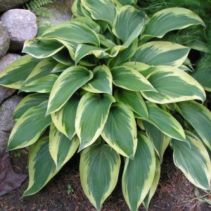 Hosta 'Wolverine' - Árnyékliliom