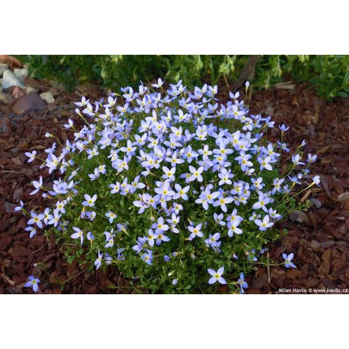 Houstonia caerulea Millards Var. - Azúrkék