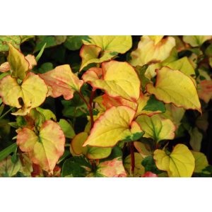 Houttuynia cordata Jokers Gold - Kaméleonlevél