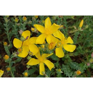 Hypericum polyphyllum Grandiflorum - Orbáncfű