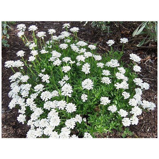 Iberis sempervirens Snowflake - Tatárvirág