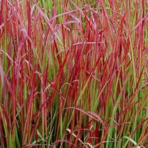 Imperata cylindrica Red Baron - Alangfű