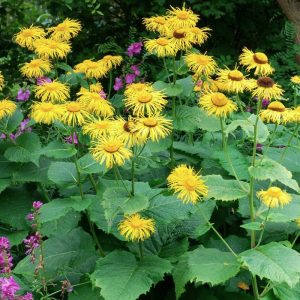 Inula magnifica - Peremizs