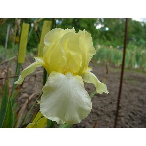 Iris germanica 'Blessed Again' - Kerti nőszirom