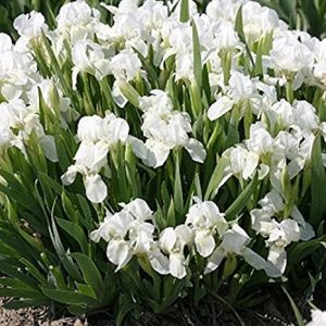 Iris pumila 'Bright White' - Törpe nőszirom