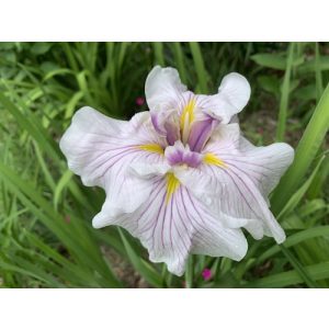 Iris ensata Greywoods Catrina - Japán nőszirom