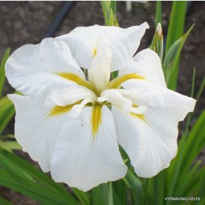 Iris ensata White Ladies - Japán nőszirom