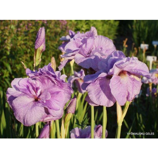 Iris sibirica Imperial Opal - Szibériai írisz