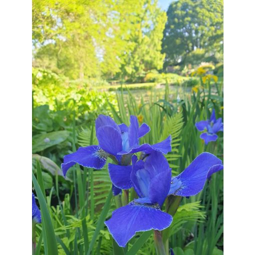 Iris sibirica Silver Edge - Szibériai írisz