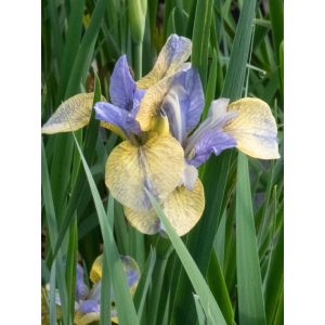 Iris sibirica Tipped in Blue - Szibériai írisz