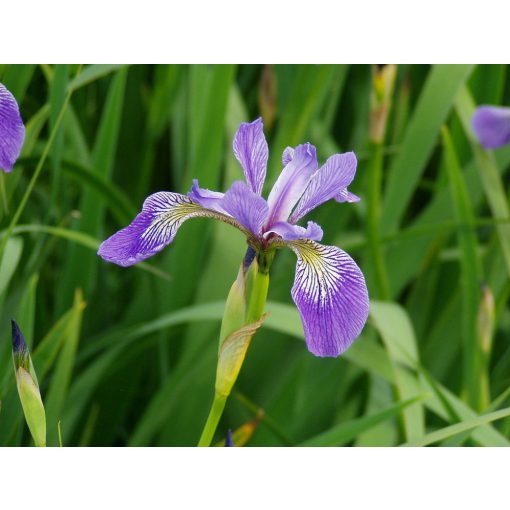 Iris versicolor - Foltos nőszirom