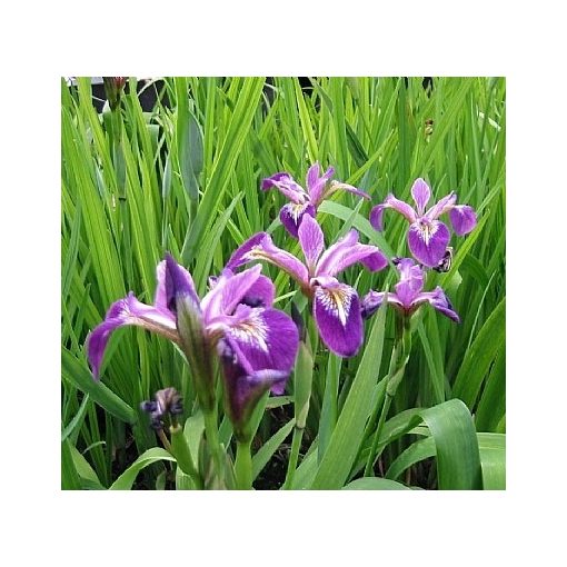 Iris versicolor Kermesina - Foltos nőszirom