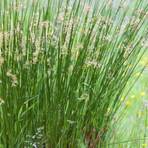 Juncus effusus - Szittyó