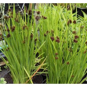 Juncus ensifolius - Szittyó