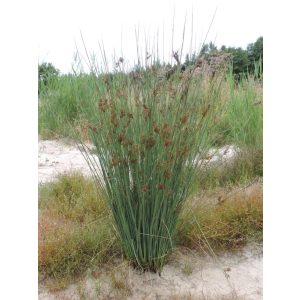 Juncus inflexus - Szittyó