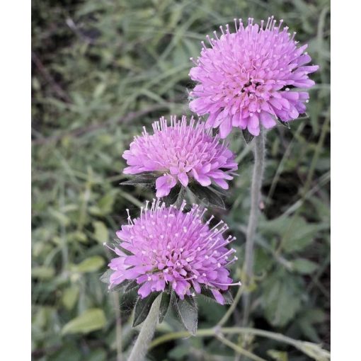 Knautia arvensis - Mezei varfű