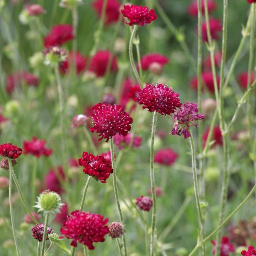 Knautia macedonica Mars Midget - Macedón varfű