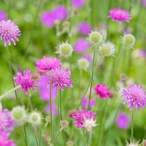 Knautia macedonica Melton Pastels - Macedőn varfű