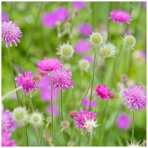 Knautia macedonica Melton Pastels - Macedőn varfű