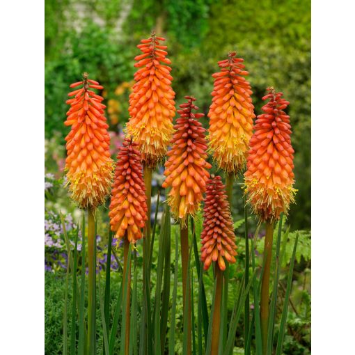 Kniphofia Alcazar - Fáklyaliliom