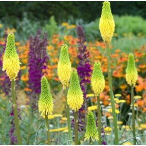 Kniphofia Bees Lemon - Fáklyaliliom