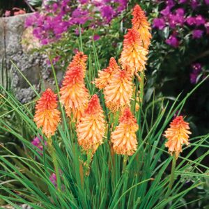 Kniphofia Creamsicle - Fáklyaliliom