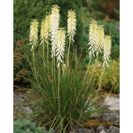 Kniphofia Little Maid - Fáklyaliliom