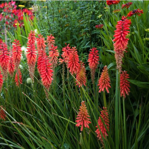 Kniphofia Nancy Red - Fáklyaliliom