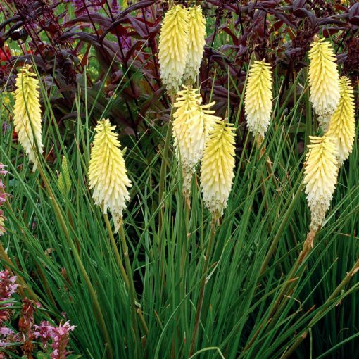 Kniphofia 'Pineapple Popsicle' ® - Fáklyaliliom