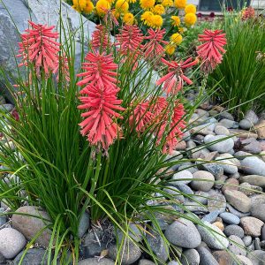 Kniphofia Poco Red - Fáklyaliliom