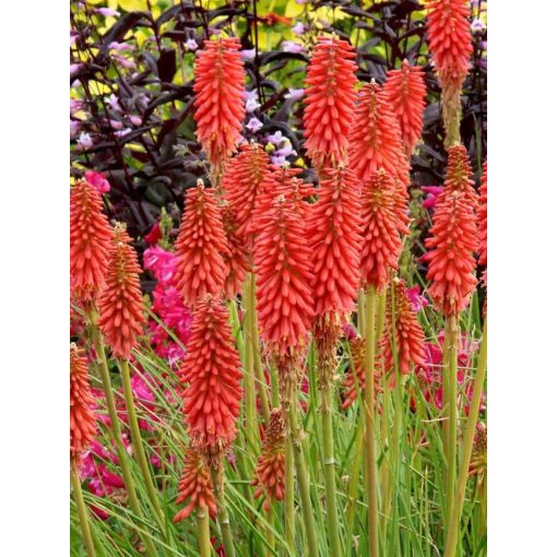 Kniphofia Redhot Popsicle - Fáklyaliliom