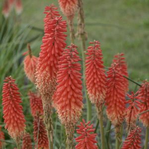 Kniphofia uvaria Echo Rojo - Fáklyaliliom