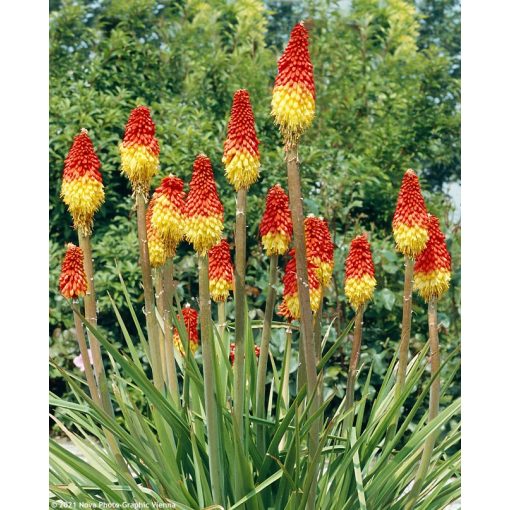 Kniphofia uvaria 'Grandiflora' - Fáklyaliliom