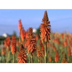 Kniphofia 'Vincent Lepage' - Fáklyaliliom