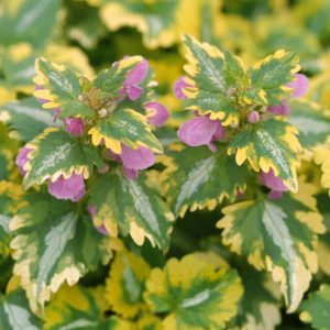   Lamium maculatum 'Anne Greenaway' - Foltos árvacsalán