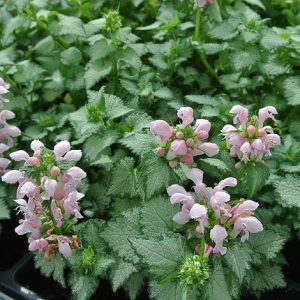   Lamium maculatum 'Pink Pewter' - Foltos árvacsalán