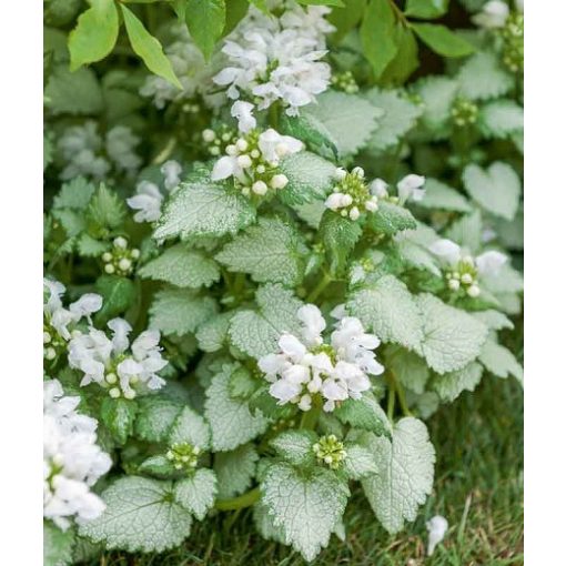 Lamium maculatum White Nancy - Foltos árvacsalán