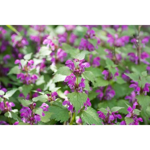 Lamium maculatum - Foltos árvacsalán