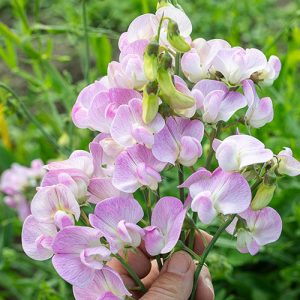 Lathyrus latifolius Pink Pearl - Nagyvirágú lednek