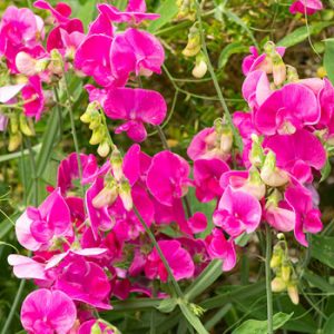 Lathyrus latifolius Red Pearl - Nagyvirágú lednek